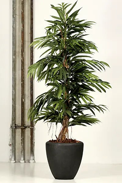 Kunstig Ficus,