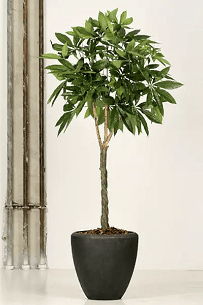 Kunstig plante,