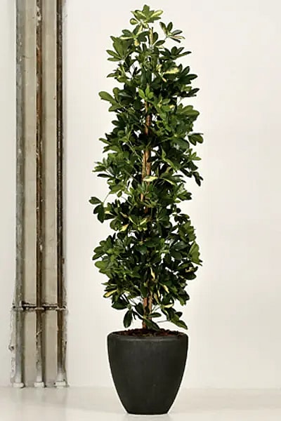 Stor kunstige plante,